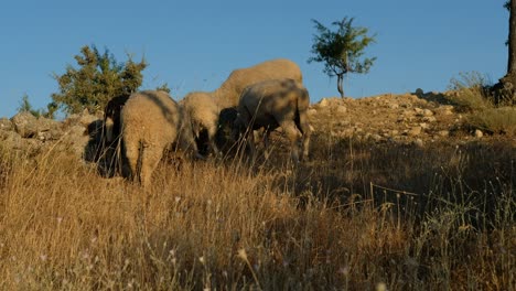 pastoreo de animales en la naturaleza