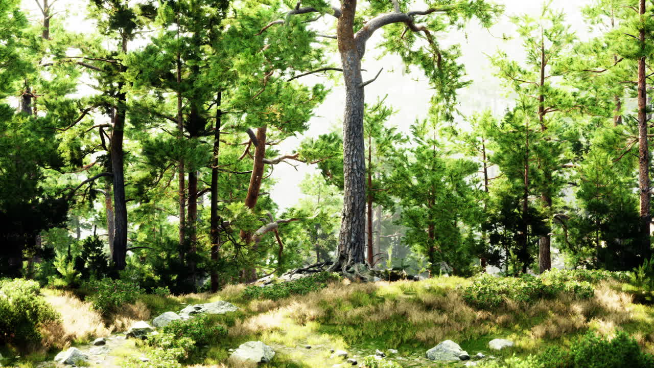 평화로운 소나무 숲