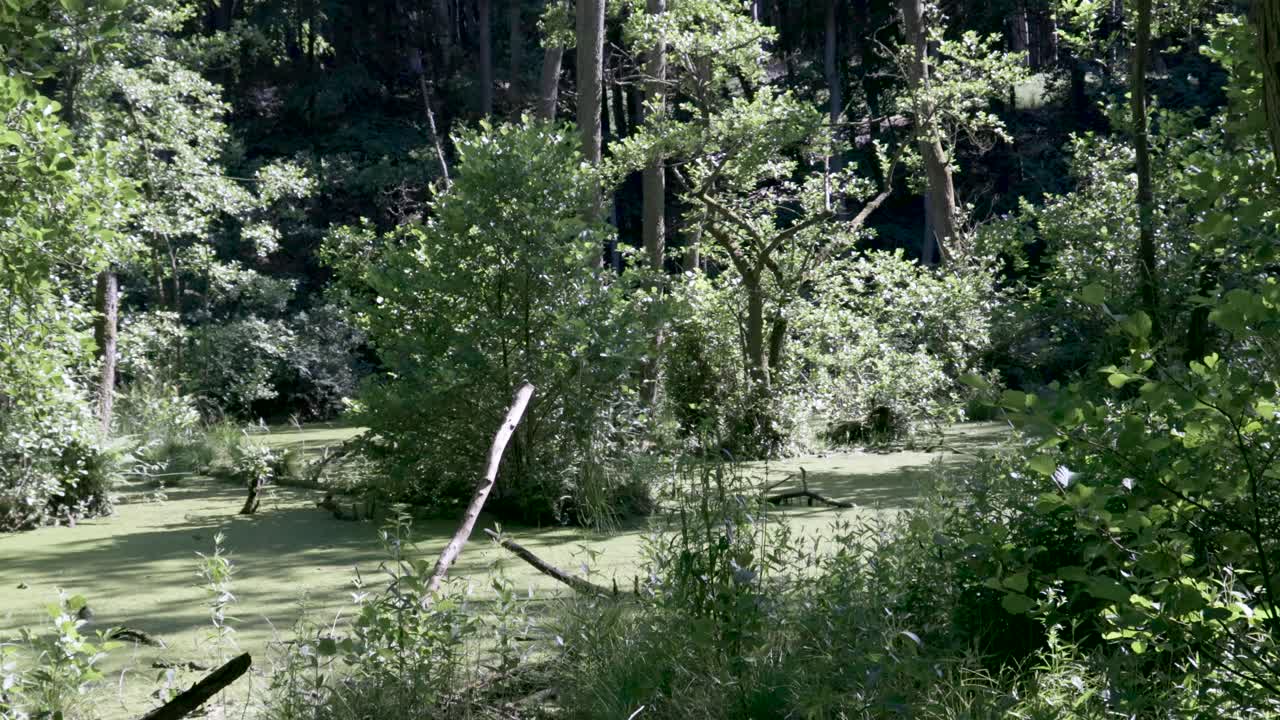 Chalk Cliffs on Ruegen Rügen in Germany, Mecklemburg Vorpommern on a beautiful sunny day. Vacation in Europe.