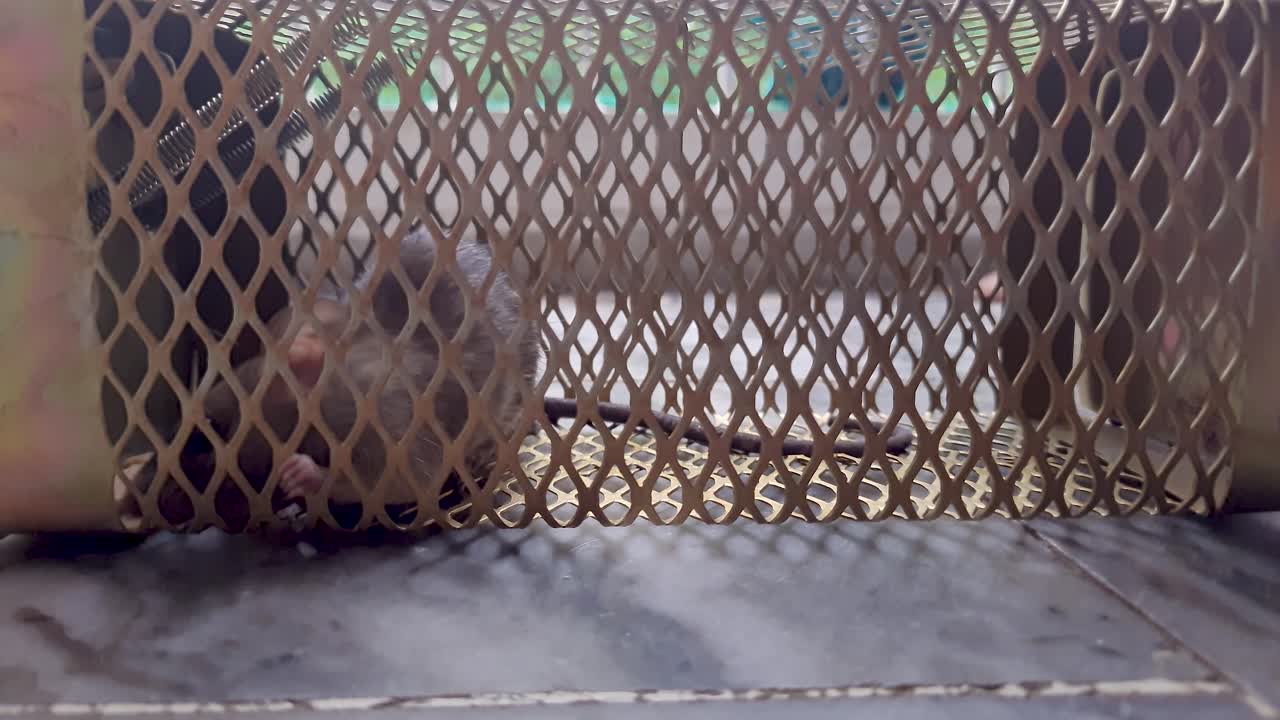 rata atrapada en la trampa de la jaula de ratas desde un ángulo diferente en el día