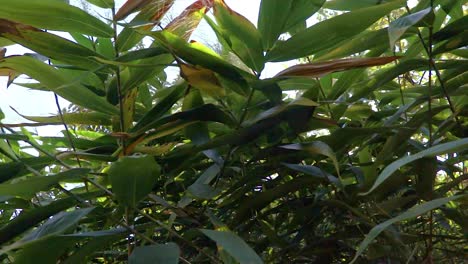 bamboo-tree-leaves-with-sun-blast-at-forests-at-morning