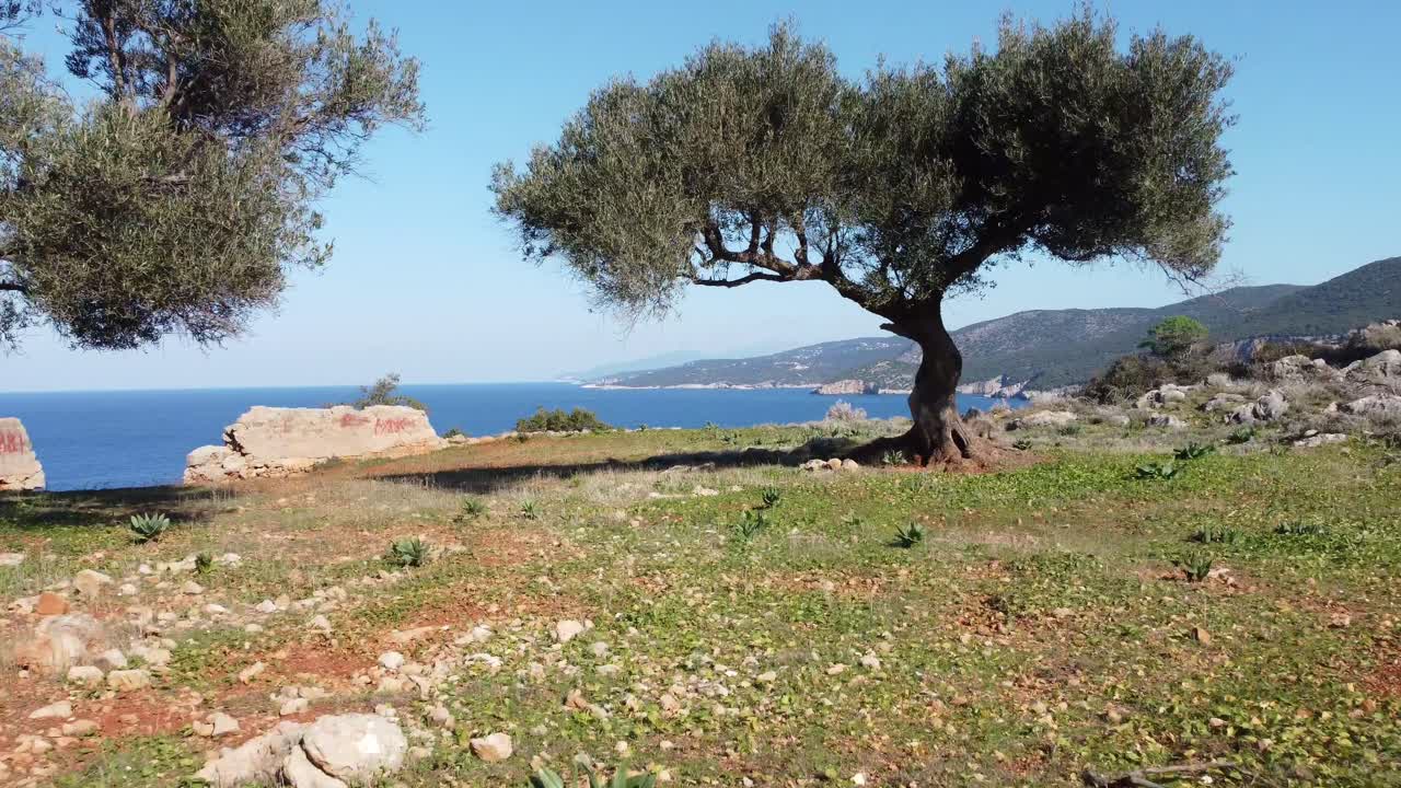 A drone flies across the Ionian Sea toward Kefalonia’s rugged coastline, ending in a cinematic pass through a coastal olive tree on a clear day.
