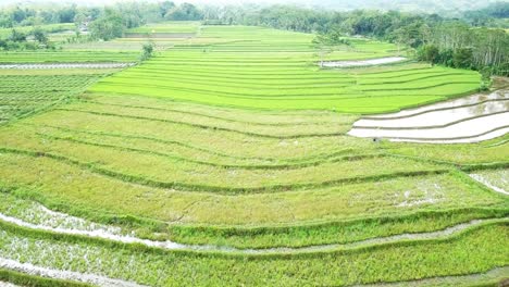 tiro de drone de campo de arroz tropical