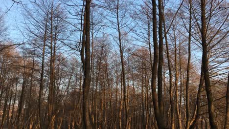walking on a forest road, early spring season, with beautiful light coming from sunset