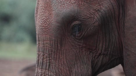 closeup of an african bush elephant's face with wrinkled skin