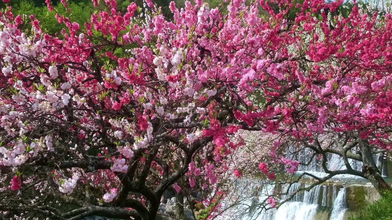 Cây đào ba màu nở hoa phía trên thác nước sông