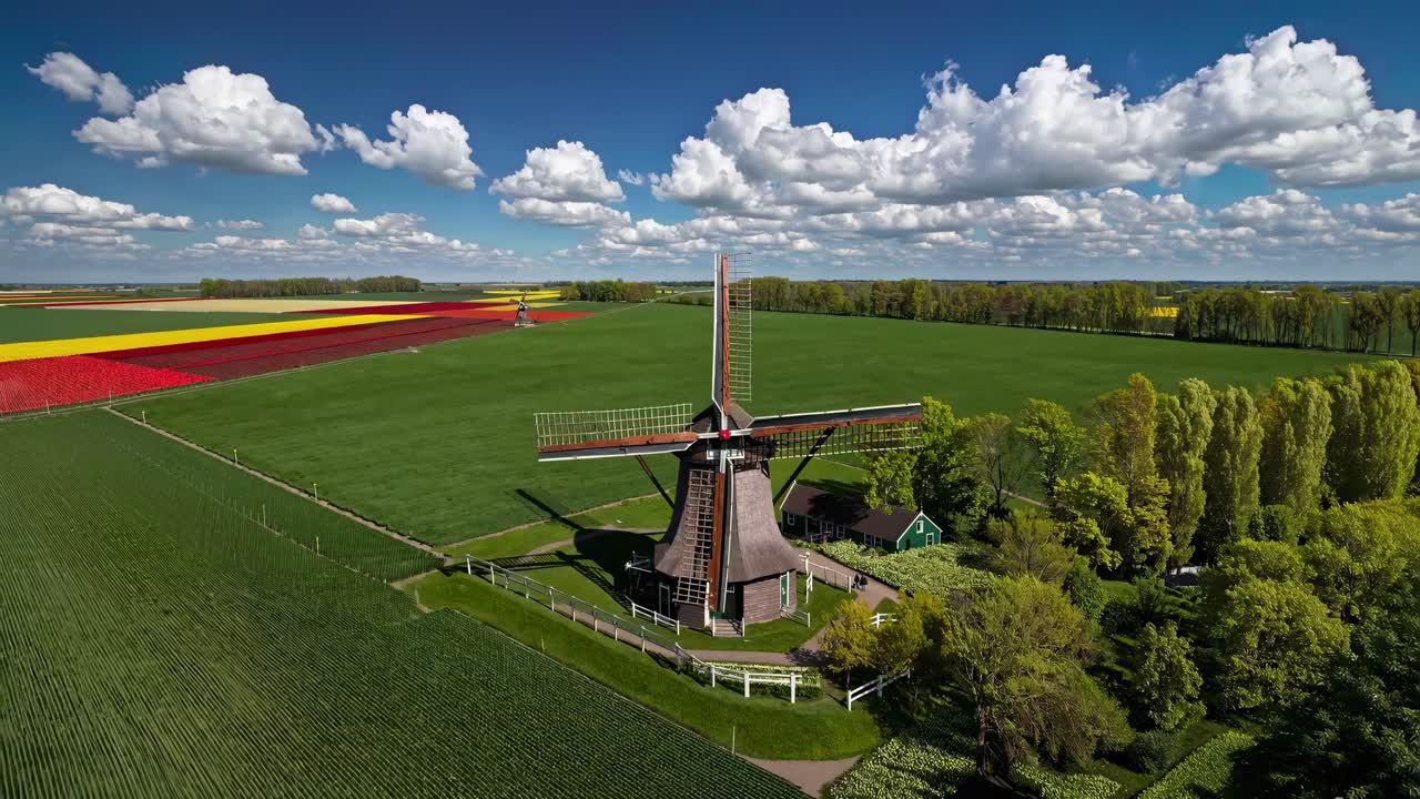 Ein Luftaufnahme-Video fängt eine klassische Windmühle inmitten von leuchtenden Tulpenfeldern unter blauem Himmel ein