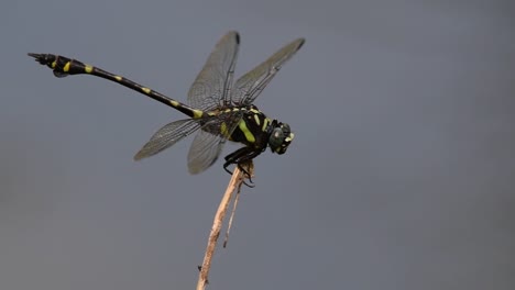 the common flangetail dragonfly is commonly seen in thailand and asia