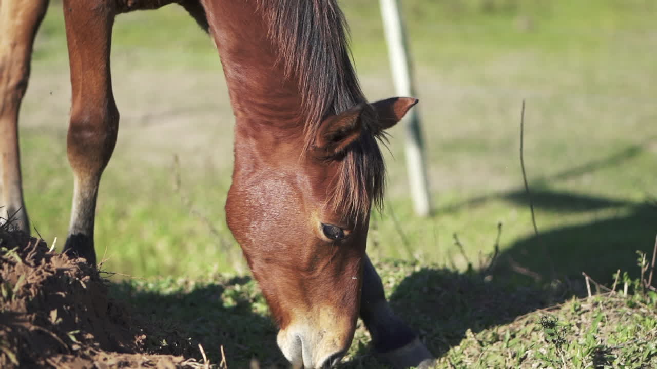 primer plano detallado de un caballo marrón pateando el casco hacia adelante mientras se pastorea y agita las orejas