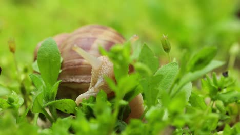 common snail mollusk eating green foliage