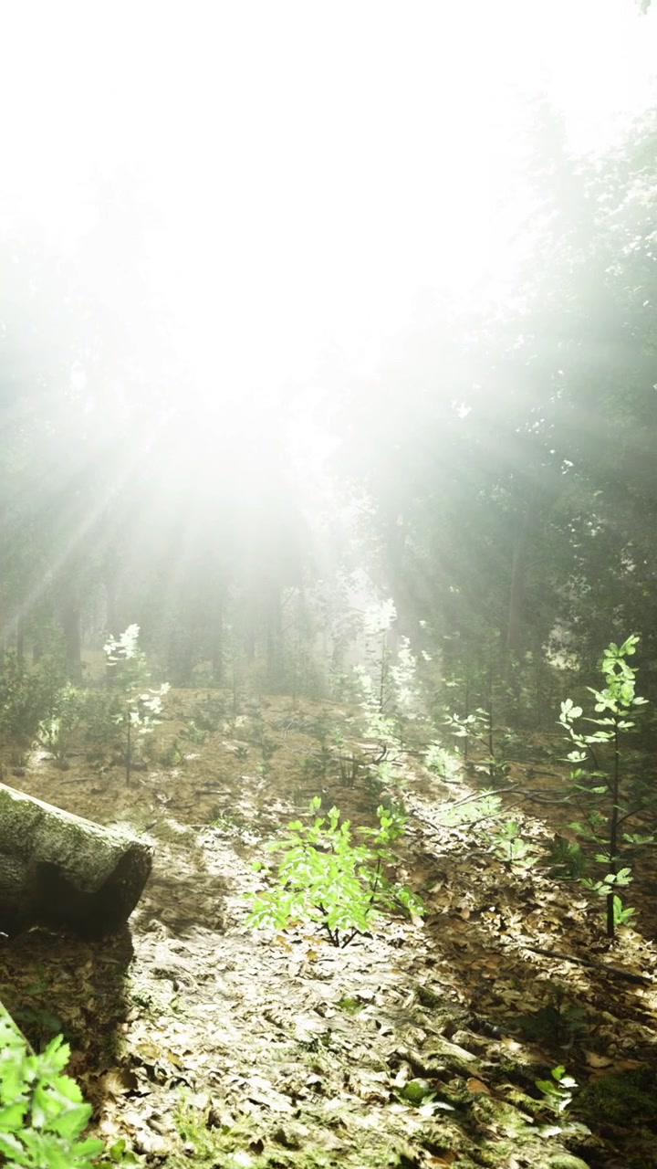 Bright light shines through trees in the forest during daytime hours
