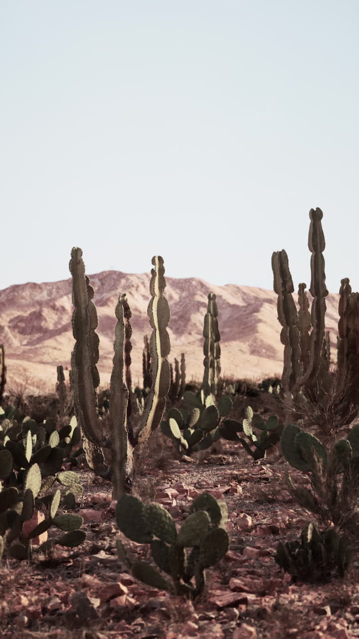 cactus en el desierto