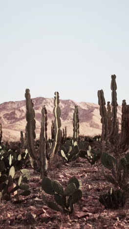 cactus in the desert