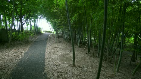 in many bamboo forests in japan, a magical path is usually traced to be able to stop and contemplate the beauty of the place and listen to the music that the wind makes with its leaves