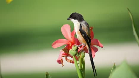 actuación en "the shrike" de lomo rufo o de cola larga encaramado en un capullo de flor de canna roja - estática de primer plano