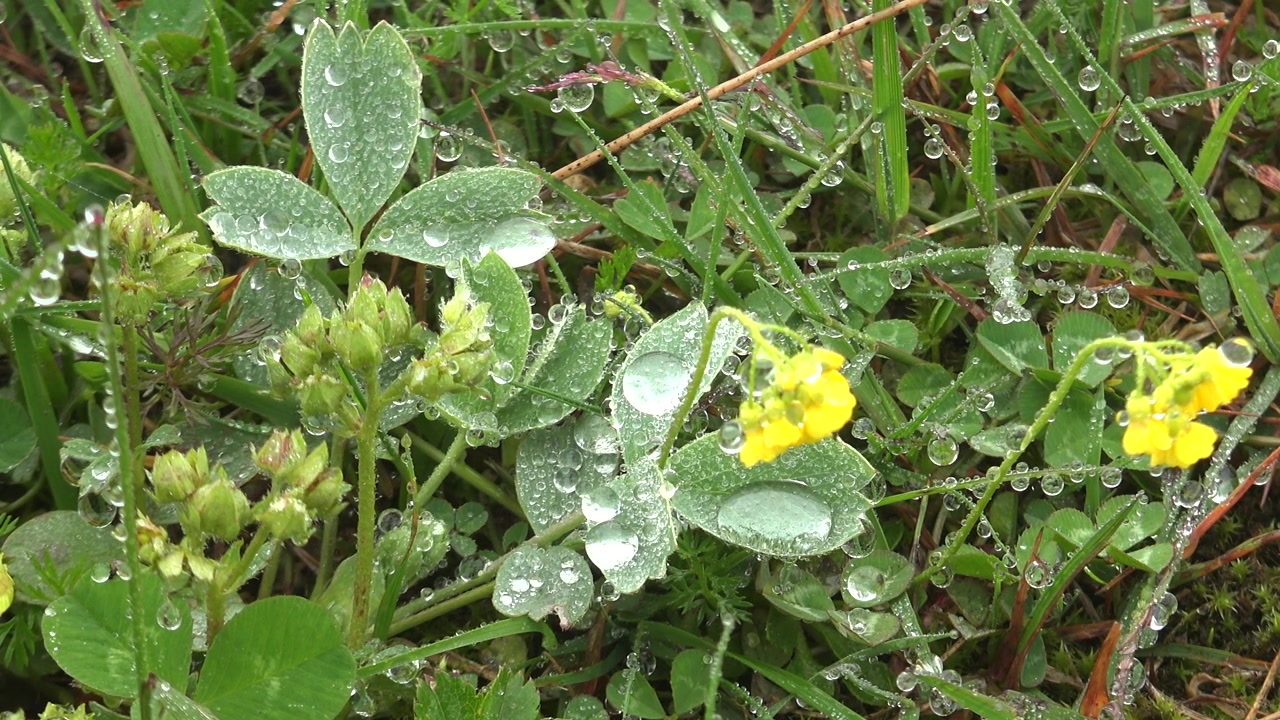 Dew Drops on Green Leaves and Yellow Flowers in a Meadow