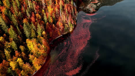 Lago-Toplitz-Durante-La-Temporada-De-Otoño-Con-árboles-Coloridos-En-Austria