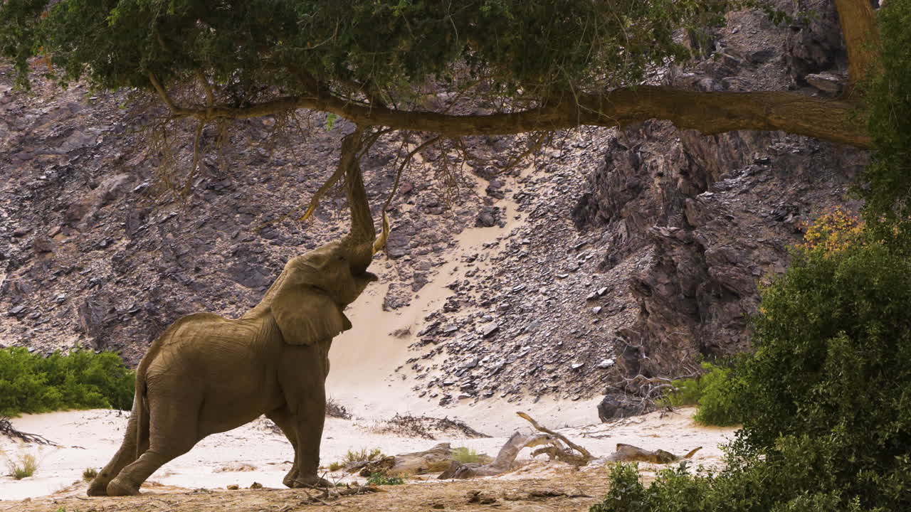 A powerful bull elephant stretches out to reach leaves on a tree in Namibia's Hoanib Valley. His weight rests on his hind legs, one foreleg dangling slightly in the air. The male's age is evident