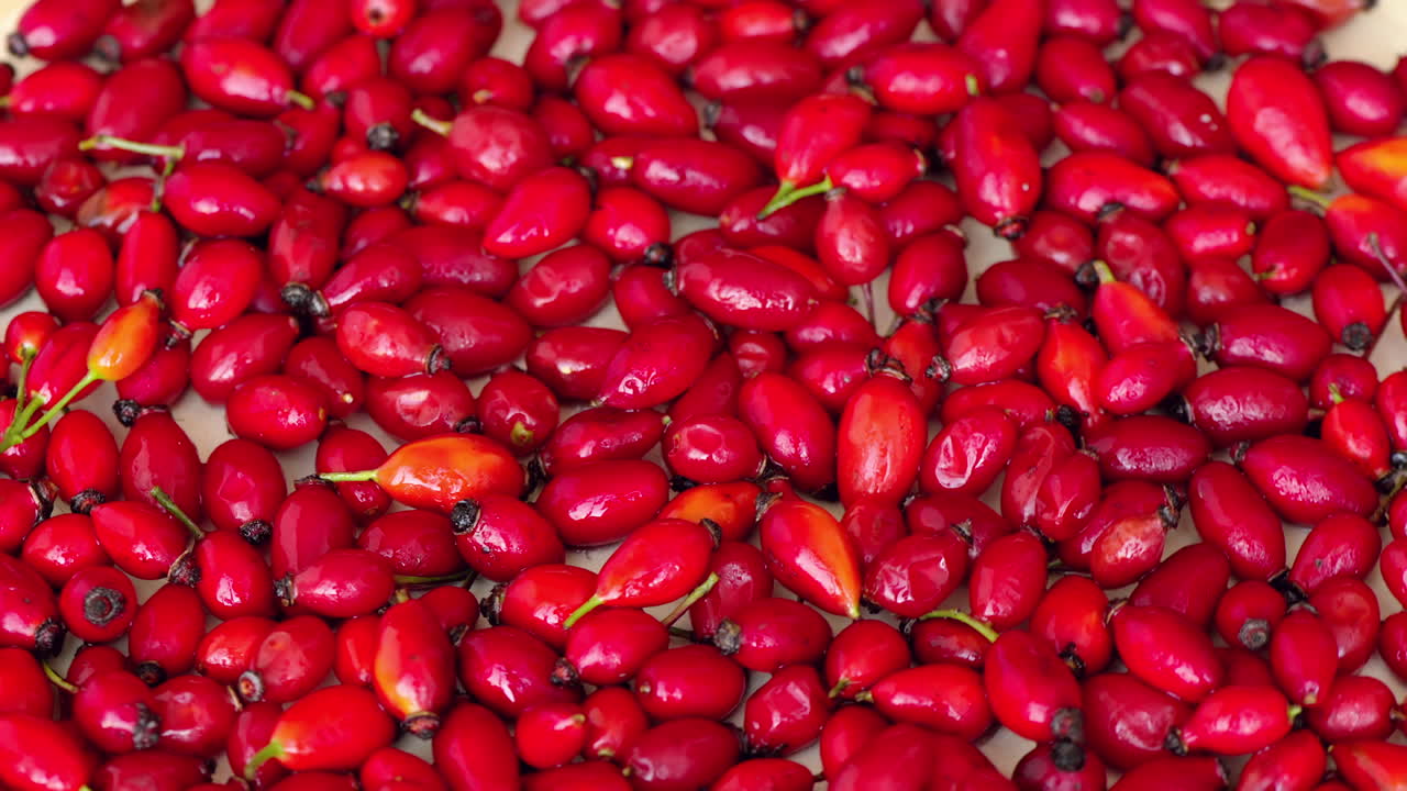 Red rosehip moving composition, close up