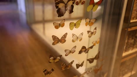 colorful butterflies displayed in a museum exhibit