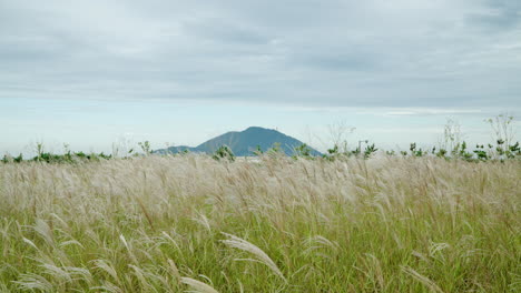 chinese silver grass tall reed field sways under wind in slow motion on cloudy day at smg saemangeum environment ecological complex, south korea