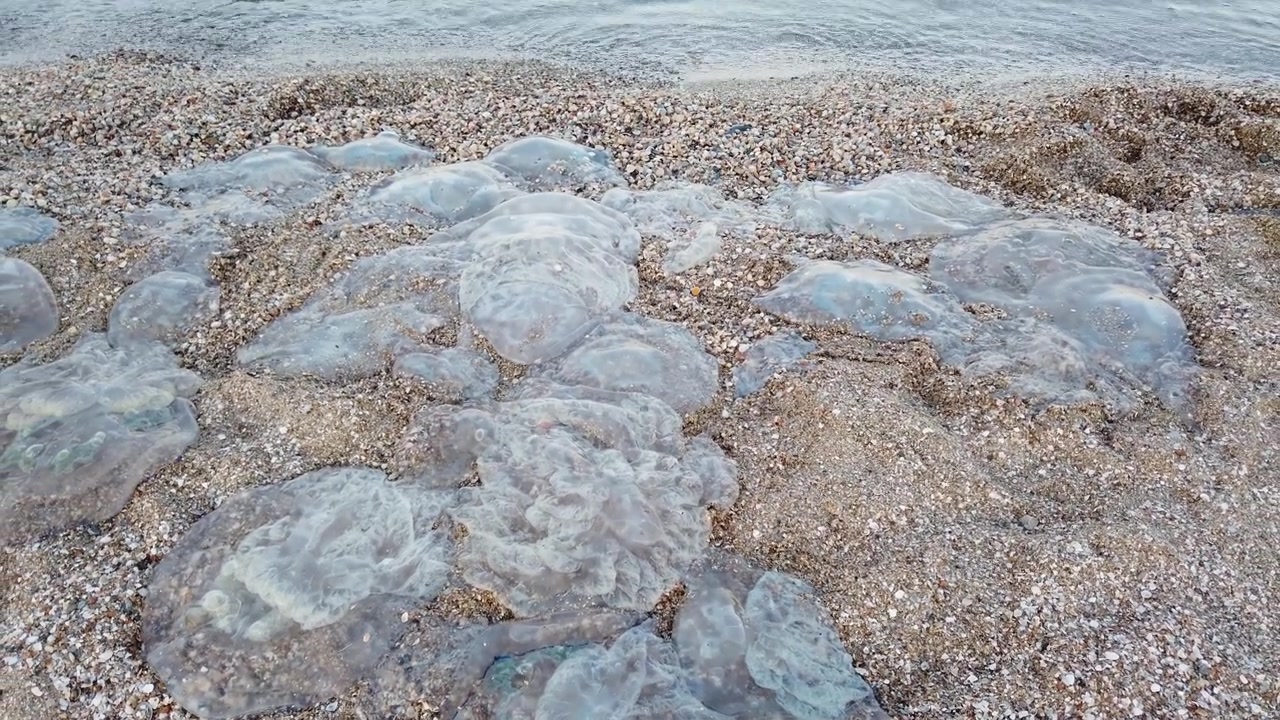 Medusa morta sulla spiaggia del mare.