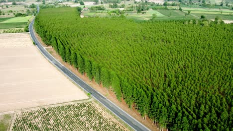 eucalyptus plantation scenery outdoors in top view