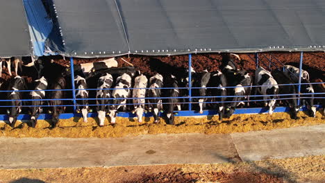 modern dairy farming: open shelter for healthier livestock
