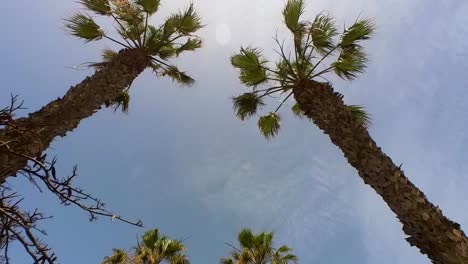 Caminata-Lenta-Apuntando-Hacia-Arriba,-Con-Palmeras-Tropicales-Y-Un-Cielo-Azul-Claro