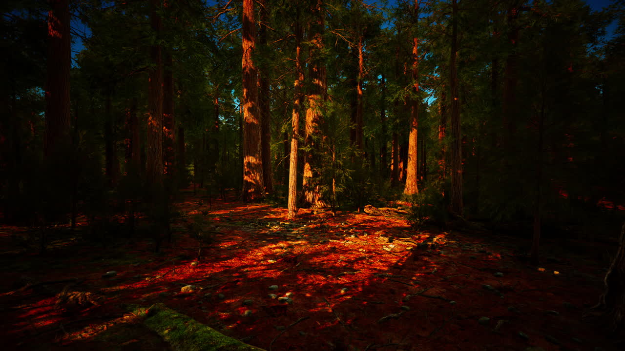 Kjempesequoiatrær eller sierransk redwood som vokser i skogen