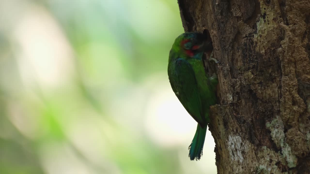 picoteando y cavando mientras profundiza cuidadosamente la madriguera para anidar, barbudo de orejas azules psilopogon cyanotis, parque nacional kaeng krachan, tailandia