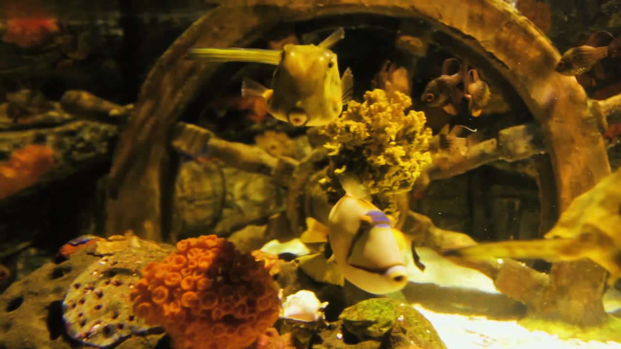 a cool looking aquarium fish