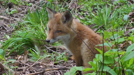 cute red fox cub stands in the grass and looks at the camera