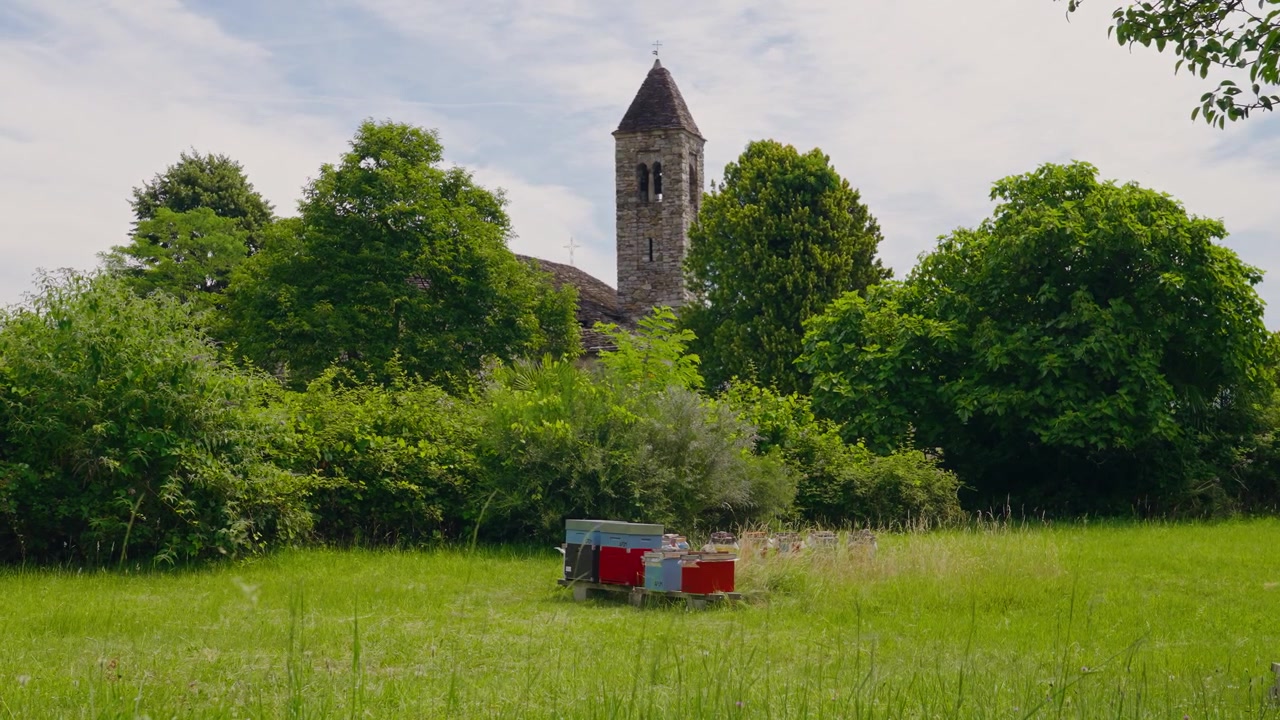 Beehive boxes in a tranquil rural apiary with honey bees actively swarming around the hives. A historic church tower in the background adds charm to this countryside beekeeping scene in Italy.