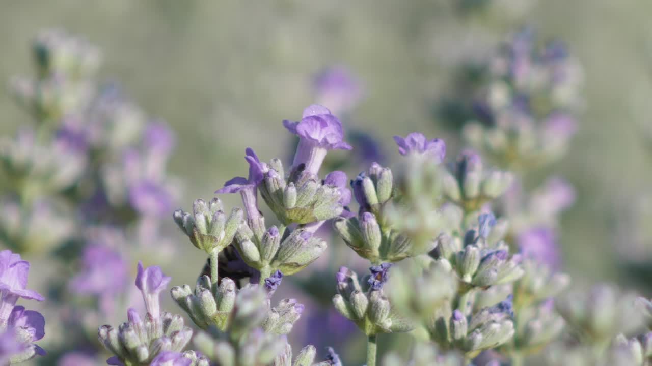 flores de lavanda de cerca