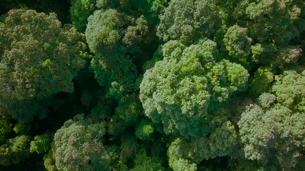 Metraje de dron cenital de las copas de árboles de una densa