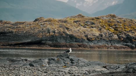 Seagull-Along-Coastal-Beach-In-Tierra-del-Fuego,-Argentina---Wide-Shot