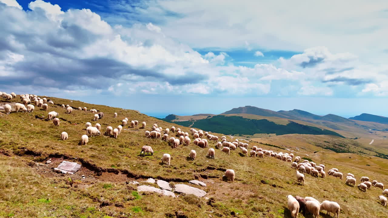 Approaching the flock of sheep on the sunny meadow. Beautiful hills at backdrop. Aerial view