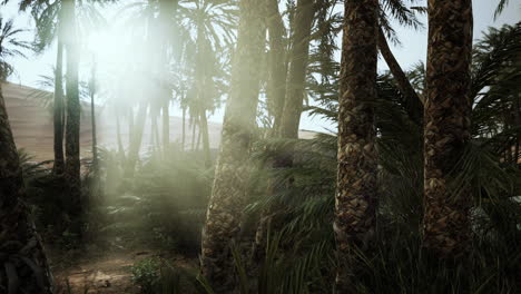 Palm-Trees-in-the-Sahara-Desert