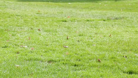 slow motion blue frisbee lands on beautiful, dew covered grass on sunny spring day, dew sprays up, wide shot