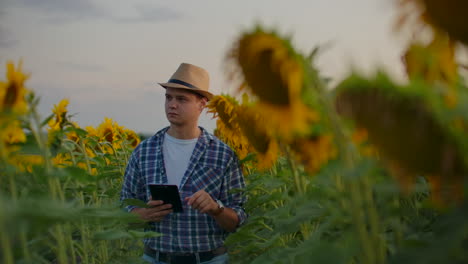 Un-Granjero-Entre-Altos-Girasoles-Escribe-Sus-Características-En-Su-Ipad.-Está-Preparando-Un-Trabajo-Científico-En-Biología.