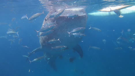 a whale shark feeds off of the sea surface