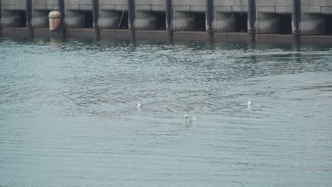 Pájaros-Marinos-Nadando,-Uno-De-Repente-Se-Va-Volando,-En-El-Agua-En-El-Mercado-De-Pescado-De-Numazu-En-Numazu,-Japón---Plano-General