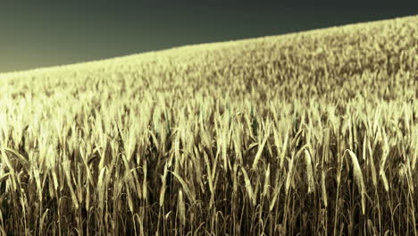 golden wheat field swaying under the sun during a clear afternoon