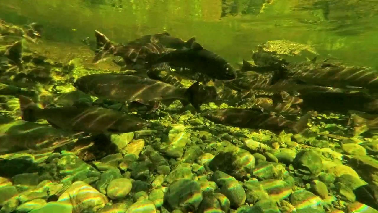 Ripresa subacquea cinematografica di salmoni selvatici che nuotano controcorrente in un letto di fiume roccioso. Autentica scena naturalistica che mostra sostenibilità e migrazione della fauna selvatica.