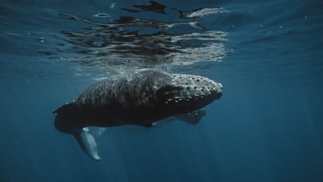 humpback whales underwater