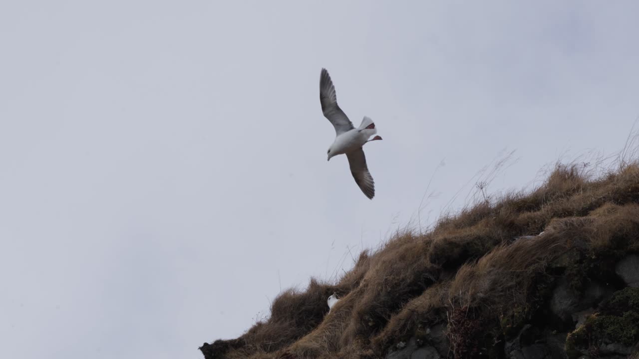 fulmar del norte vuela por encima del acantilado durante el viento fuerte tratando de aterrizar, islandia