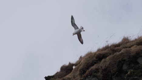 Northern-fulmar-fly-above-cliff-during-strong-wind-trying-to-land,-Iceland