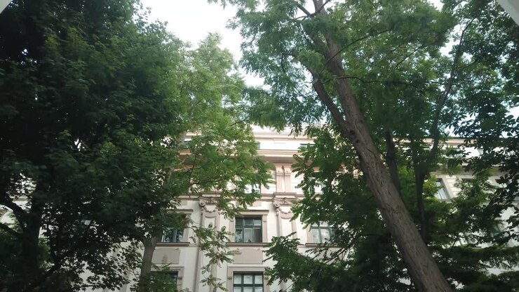 Grandi alberi verdi circondati da un edificio