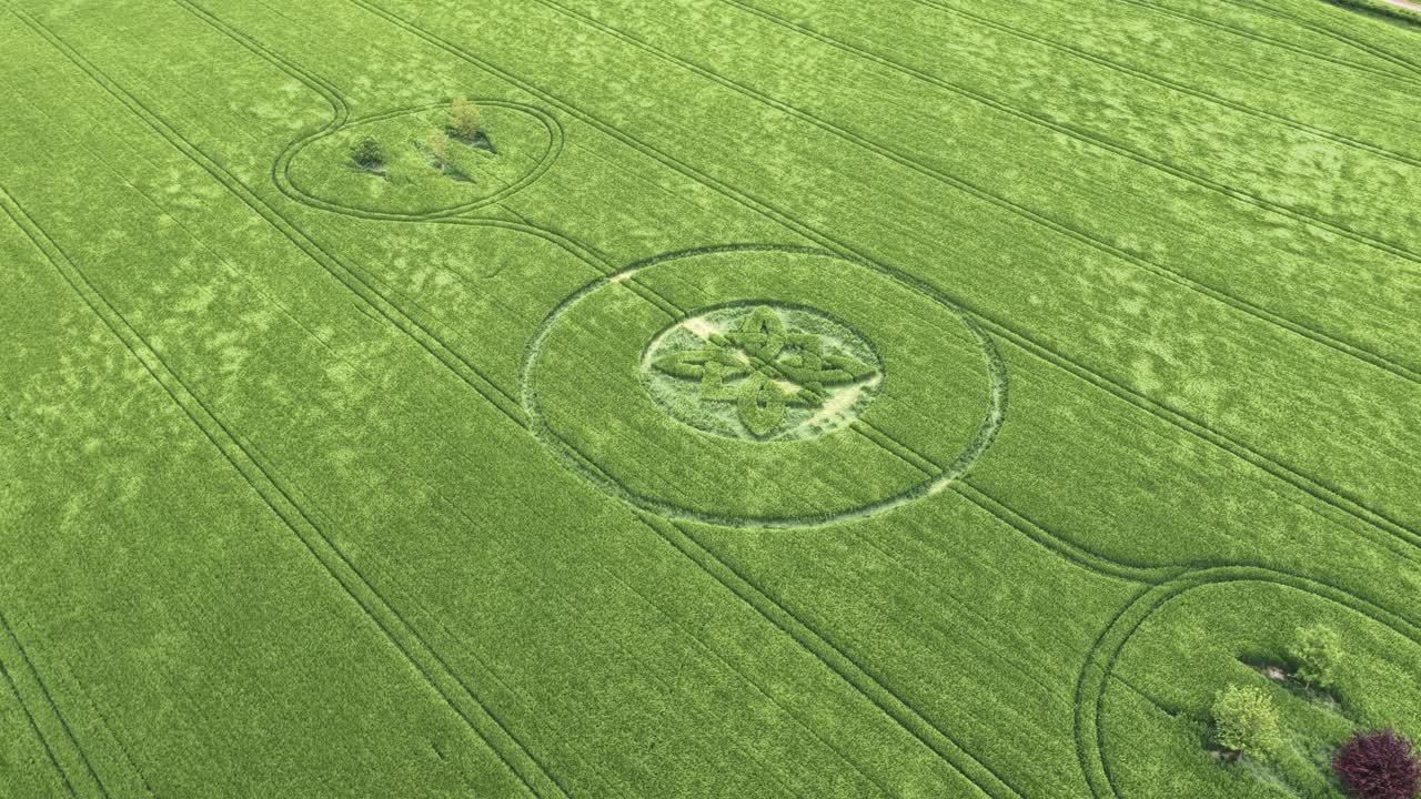Aerial view rotating over Sutton Veny Celtic crop circle 2025 with Barley pattern swaying in wind